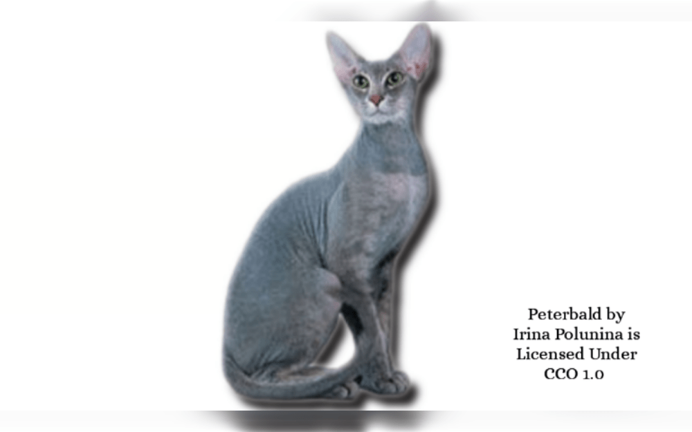 A relatively recent breed of cat is the Peterbald. In 1993, a tortoiseshell Oriental shorthair cat and a brown mackerel tabby (a hairless cat breed) were crossed in St. Petersburg, Russia.The Peterbalds have a lot of intelligence and are playful and lively.