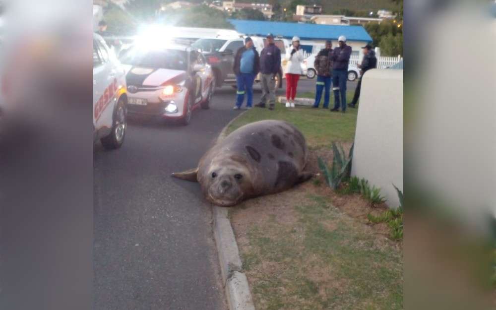Nearly a kilometer from the shore, an elephant seal was seen on May 27 morning, strolling the streets of Gordon's Bay near Cape Town,South Africa.When stunned locals first spotted the enormous aquatic animal at six in the morning, they immediately started recording the strange sighting.