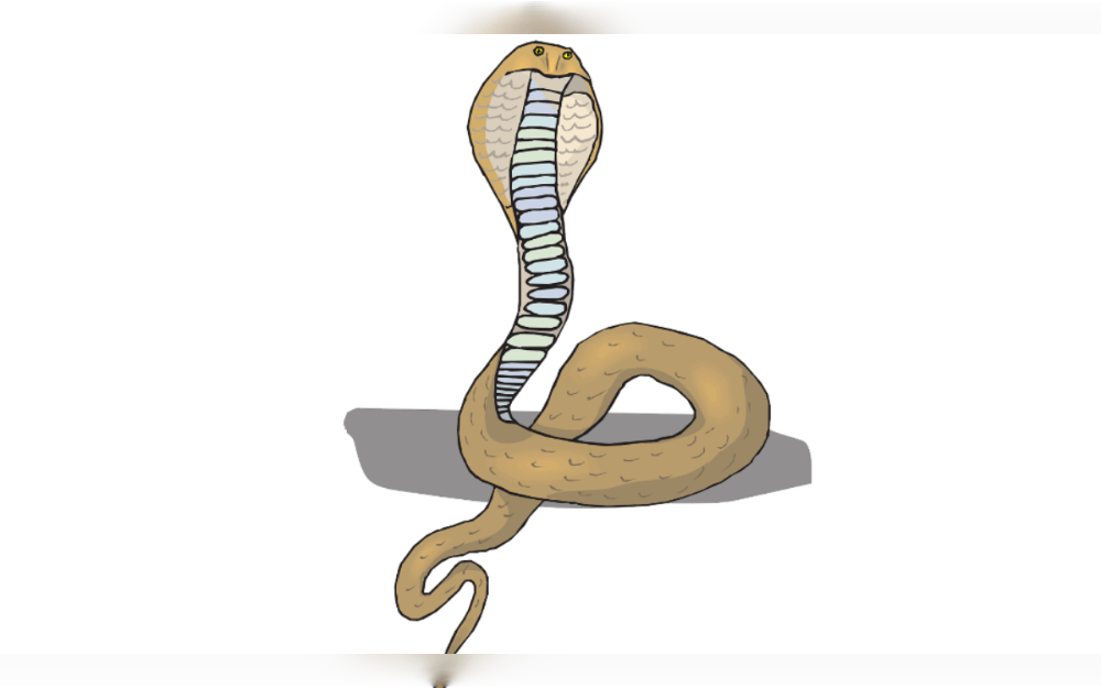 A Cape cobra, an extremely lethal snake, recently entered the children's bedroom of a family in Gqeberha, province in the Eastern Cape,South Africa.