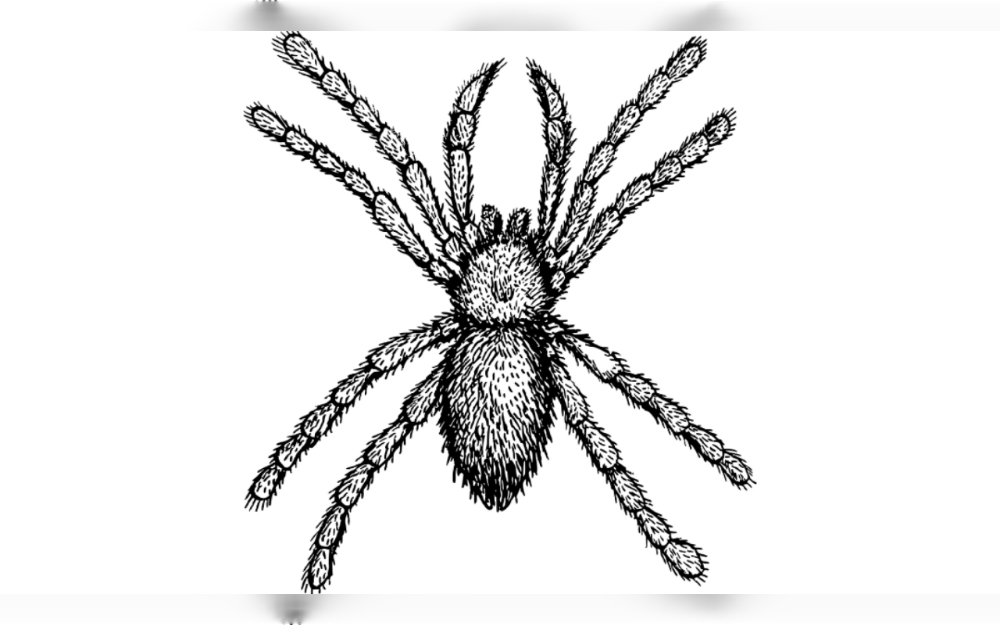 As pets, tarantulas are intriguing animals that are growing in popularity. Many people find them intriguing and rather easy to care for, despite their reputation as frightening and dangerous.