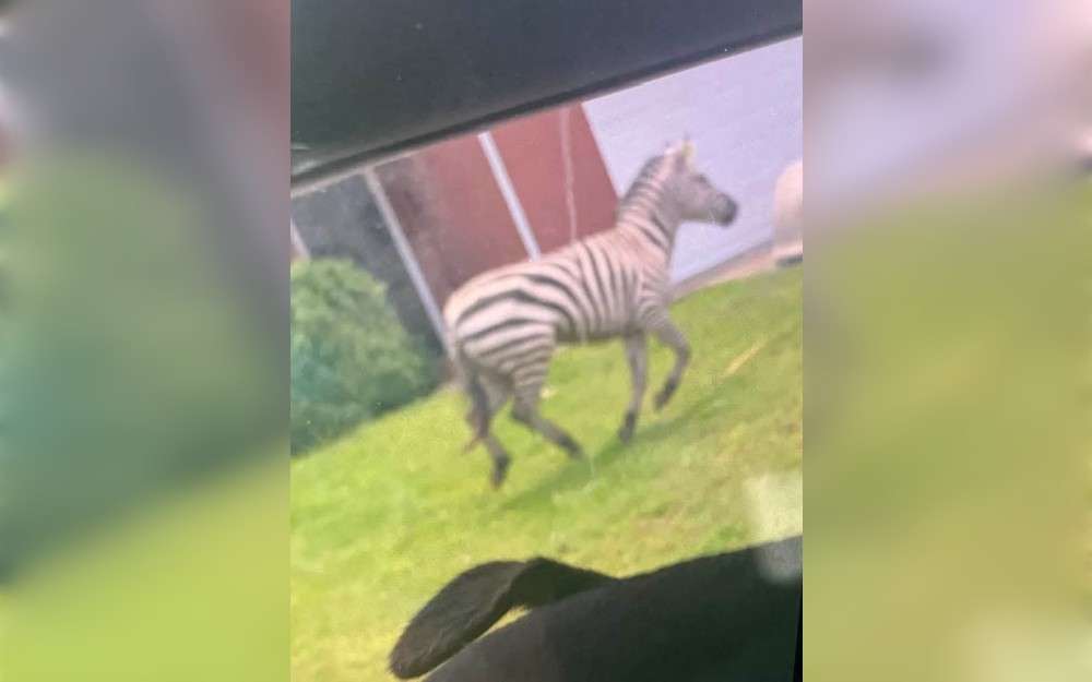 A pet zebra that had escaped from its adoptive family in Tennessee,United States,was successfully retrieved on Sunday after more than a week of escape.With the help of search teams, volunteer drone operators, and even a private chopper team sent in from Texas, Ed the zebra was found in Christiana.