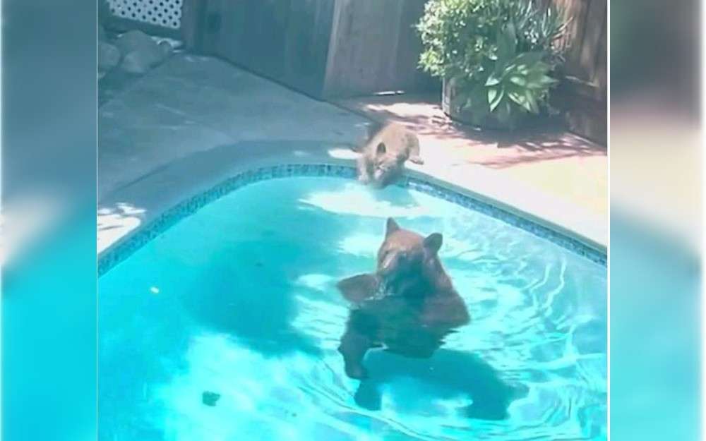 On May 30 afternoon, a bear and her cub were spotted escaping the heat in a California family's backyard pool.In Monrovia, where bear visits are common, the encounter occurred at around noon.