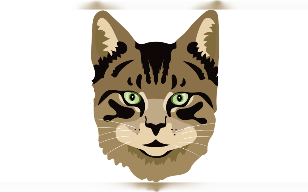 For your cat to be healthy, its diet must be well-balanced. Cats are carnivores,since they need certain nutrients, such taurine and arginine, which are present in meat.