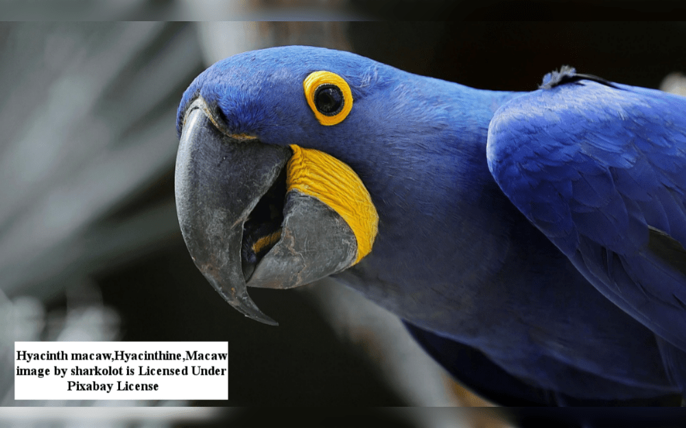 In India, exotic pets such as snakes, iguanas,tortoises have gained popularity. While it is allowed, both captive-bred and wild-caught animals trade are expanding rapidly.