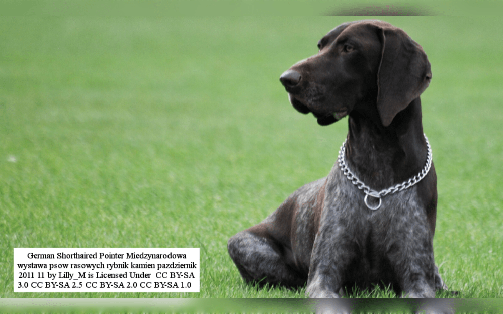 Short hair German Pointers are huge, strong dogs are energetic, affectionate dogs.German shorthaired pointers are medium-sized to giant dogs.Females weigh 45–60 pounds and measure 21–23 inches, males can grow to a height of 23–25 inches and weigh 55–70 pounds.