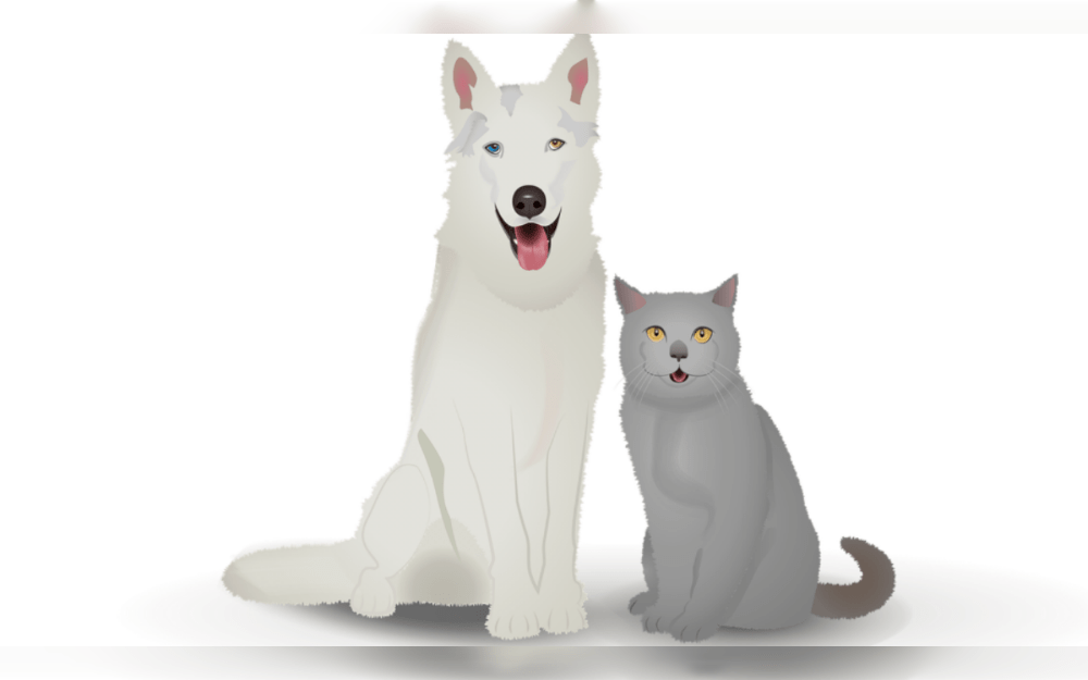 While fetch is a popular game for dogs, some cats also play fetch. Fetching might have developed from the innate hunting tendencies of dogs and cats, but it's unclear how domestication changed it into the playful behaviors we see in our pets today.