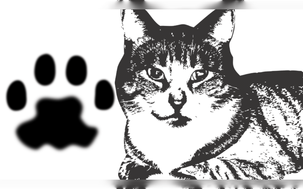 Despite the fact that cats make great companions, owners should be mindful that they can occasionally spread dangerous bacteria that can cause illness.  This can occur even if they seem clean and healthy.