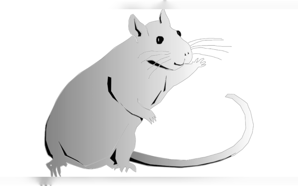 A huge increase in rodent populations is seriously harming rice and other crops in Fukushima Town, which is in southern Hokkaido of Japan. The situation has become so dire that supply chains are unable to replenish in time, shelves are entirely empty, and home centers are finding it difficult to meet the demand for rat traps.