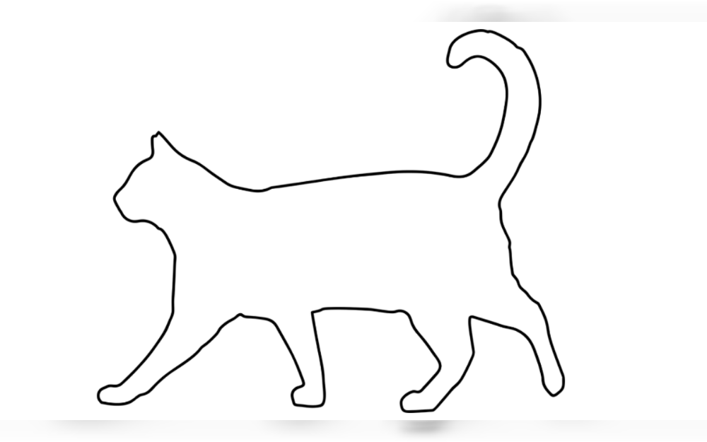 Cats sometimes carry harmful bacteria that can cause sickness in humans. After handling, cleaning up after, or feeding cats, wash your hands. To keep your cat healthy and stop illnesses from spreading, get regular veterinary care.