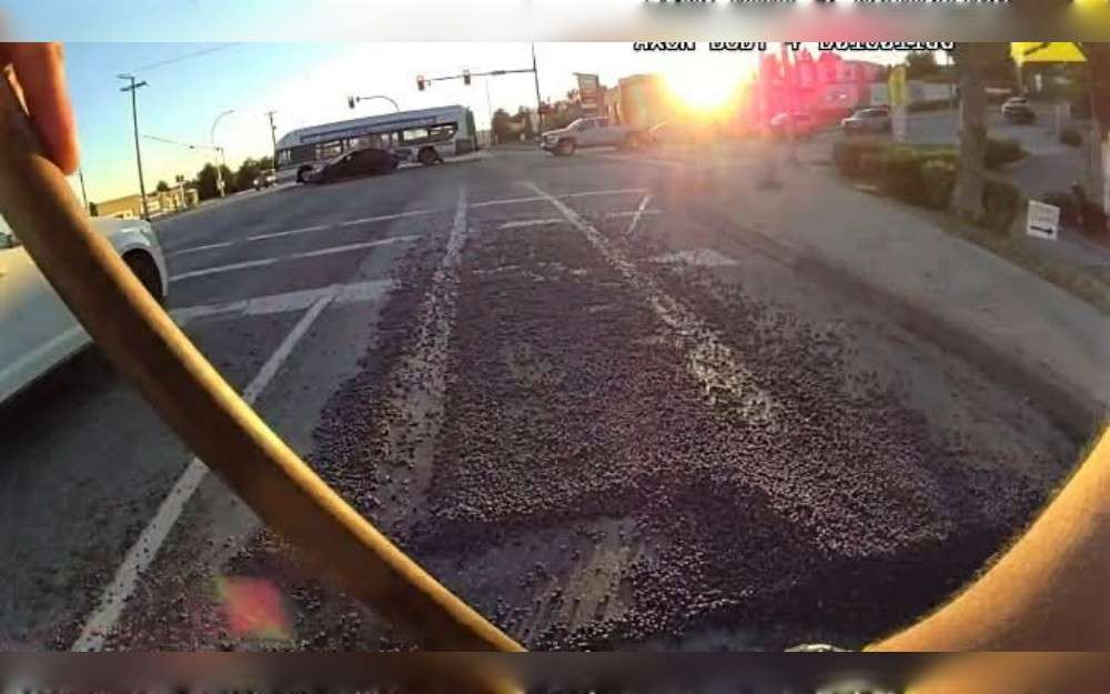 Last week, a truck in Mission had a load of blueberries spilled off it, and the driver was given a ticket. According to Mission RCMP, a white Ford pickup truck carrying boxes of freshly picked blueberries halted at the intersection of Lougheed Highway and Wren Street on June 29 during the afternoon rush hour, resulting in a "juicy incident," Vancouver Sun  reports.