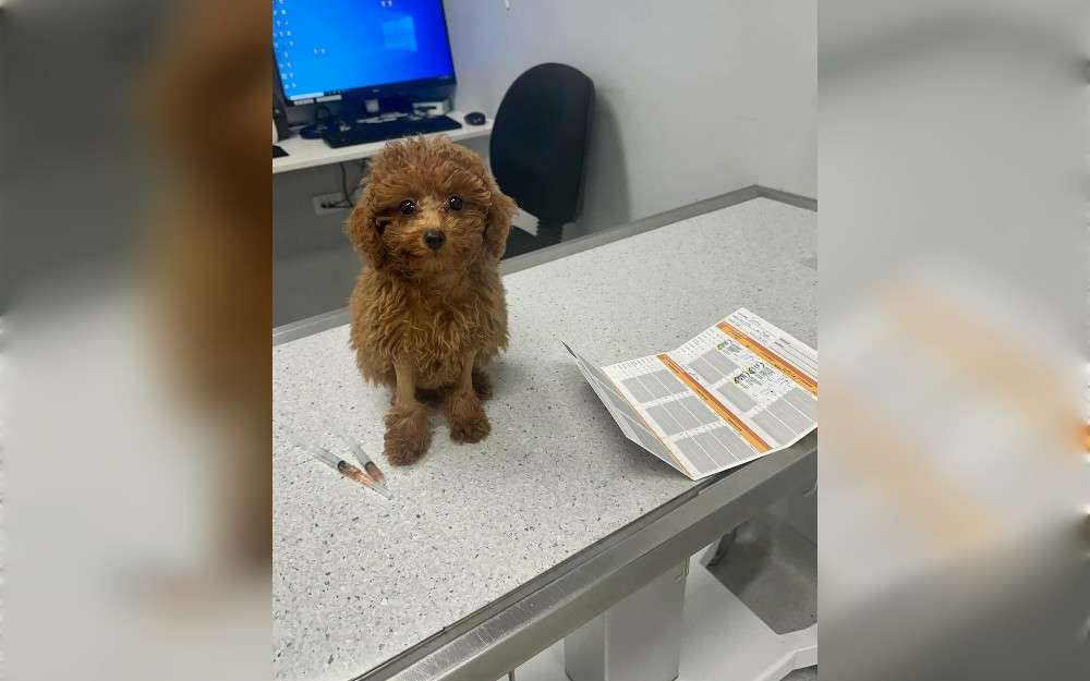 For the first time since his birth,the  butthole-less puppy has achieved significant progress in his medical journey by learning to poop on his own. In June, Tooshie gained attention after a backyard breeder turned over the five-week-old cavoodle to Warwick Vet.