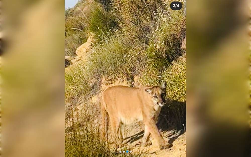 While strolling along a popular hiking trail in the Southern California city of Ojai, a woman recently had a tense encounter with a mountain lion.