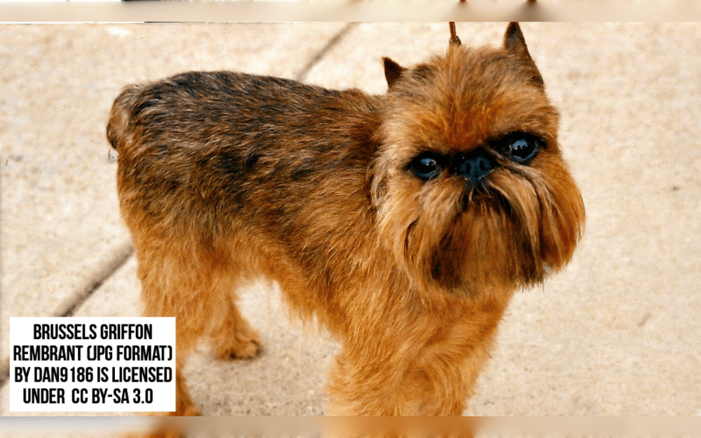 The small, compact Brussels Griffon is a breed that is recognized by its characteristic squashed faces. Their personalities are large and expressive despite their small stature. They form close relationships with their families and are pleasant and playful.