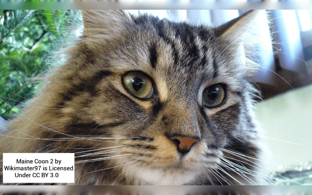 Within the cat world, Maine Coons are referred to as the "gentle giants." Despite their size, they are very playful, gregarious, and cuddly.Their playfulness and intelligence make them interesting and entertaining companions. 
