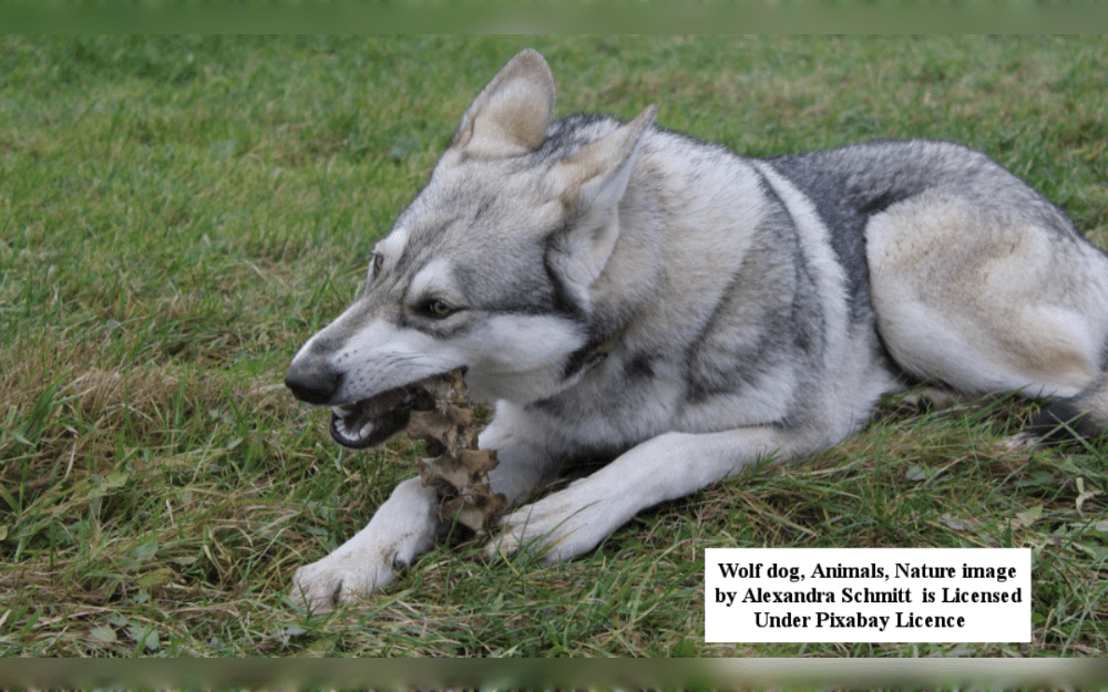 An animal that has some wolf and some domestic dog DNA is called a "wolf-dog," not a "breed." Several anatomical and behavioral characteristics are shared between dogs and wolves because they have a similar ancestry and nearly identical DNA.