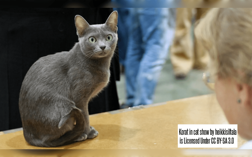 The beautiful Korat cat breed has its origins in Thailand. Distinguished for its unique heart-shaped face and blue-gray coat with silver tips.The Korat cat has a robust, robust physique and is modest to medium in size.