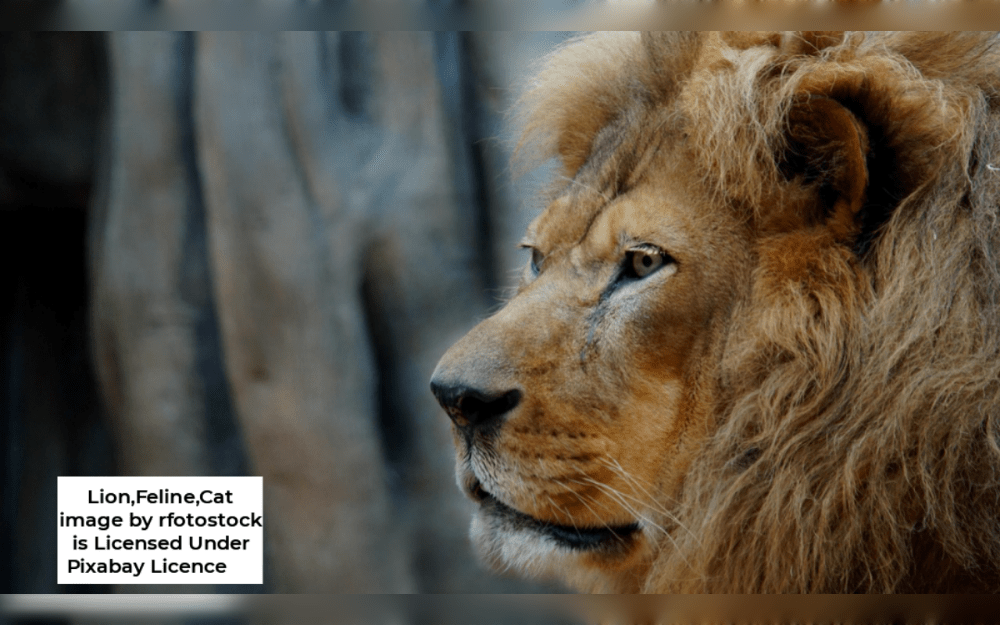 Over the last ten years, the majority of Gulf states have enacted stringent legislation prohibiting the possession of unusual, dangerous, or wild animals, with the exception of licensed zoos, wildlife parks, circuses, and breeding or research facilities.Violations of the UAE's exotic pet regulations carry harsh penalties.