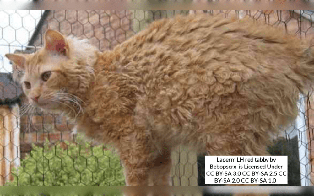 A lively, gregarious cat,LaPerm enjoys being with you and participating in all of your activities. They have a lovely and affectionate disposition. Their compatibility with kids and other family pets makes them the perfect companion.