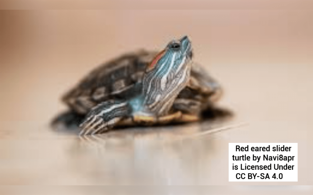As a pet turtle, the Red-Eared Slider Turtle is one of the most popular and frequently kept species.North America is the native home of red-eared slider turtles.These turtles' olive-green to brown shells are speckled or striped with yellow. In captivity,they can survive for as long as 50 years.