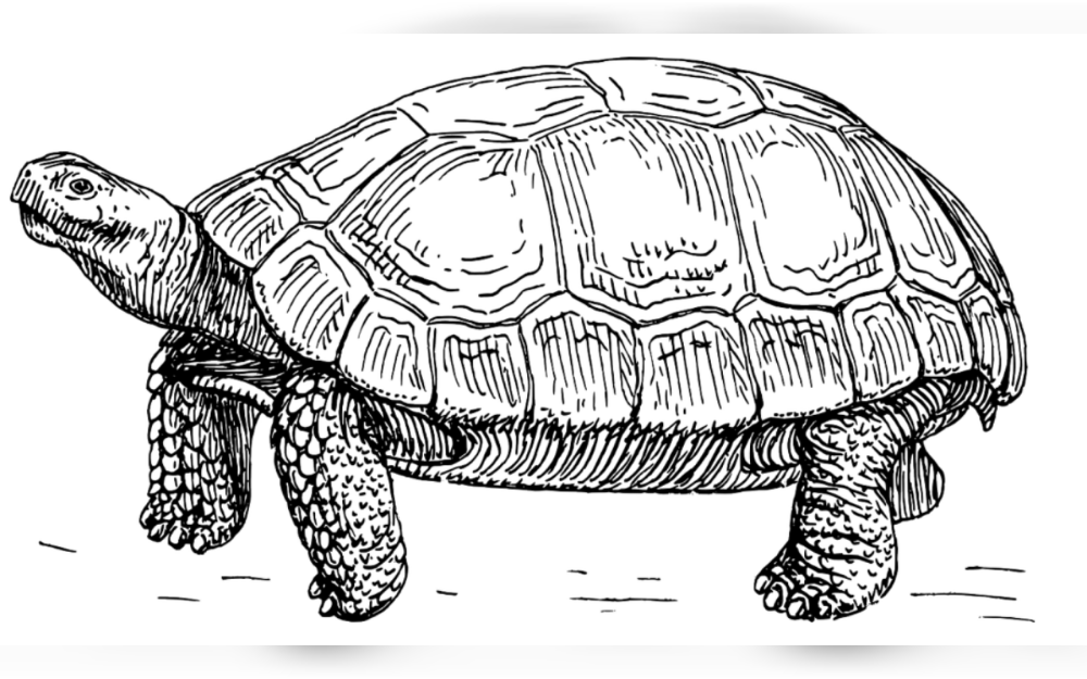An enclosure with a volume of at least 40 to 50 gallons is ideal for a mature adult tortoise, which requires space for mobility. Every tortoise requires a screened-in enclosure that is well-ventilated and well-lit.Since tortoises grow quickly, their enclosures may need to be upgraded on a regular basis or buy a big enclosure.