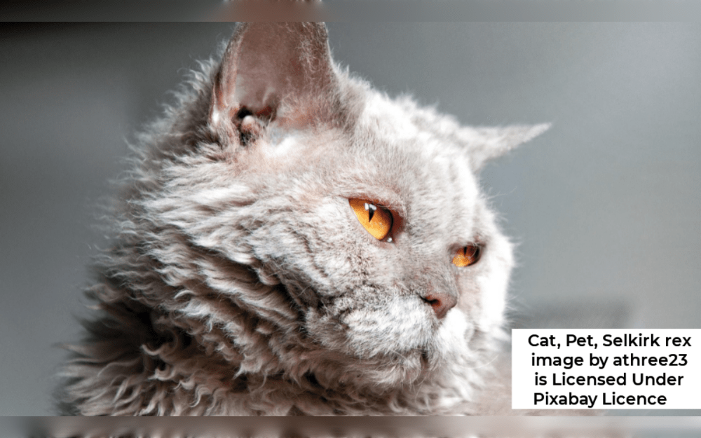 With a robust, muscular body, short nose, short legs, and a rounded head, the Selkirk Rex is a medium- to large-sized cat with a distinctively robust build.They have huge eyes and soft, ruffled fur.Their lifespan 12 to 14 years.