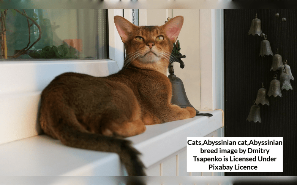 The medium-sized, slender, and fine-boned Abyssinian cat has a rather wedge-shaped head. An Abyssinian's strong physique, almond-shaped eyes, small oval feet, huge ears, long, thin tail, and short, glossy coat make it one of the most stunning cat breeds. 