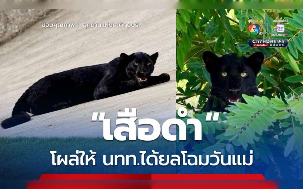 On August 12, Thailand's Kui Buri National Park released pictures of a black leopard that was spotted on one of the park's animal observation trails.The black panthar impressed the tourists by making an appearance, Channel 7 News, Thailand reports.