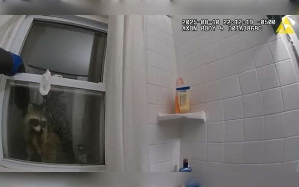 While responding to a report of an unusual home entry, police officers in northern Wisconsin were confronted by several "masked bandits."