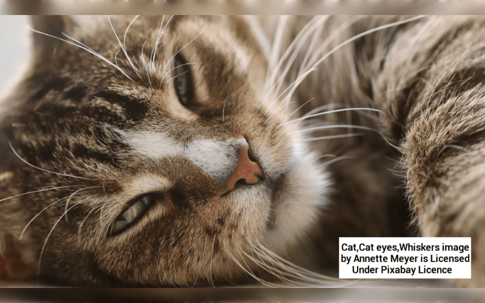 Litter boxes for your pet cat or cats  should be placed in multiple easily accessible areas that are hidden from one another.Open trays are the standard litter box. They are inexpensive, simple to locate, and generally trouble-free for cats to use. Because they are simple to clean, many owners prefer them.