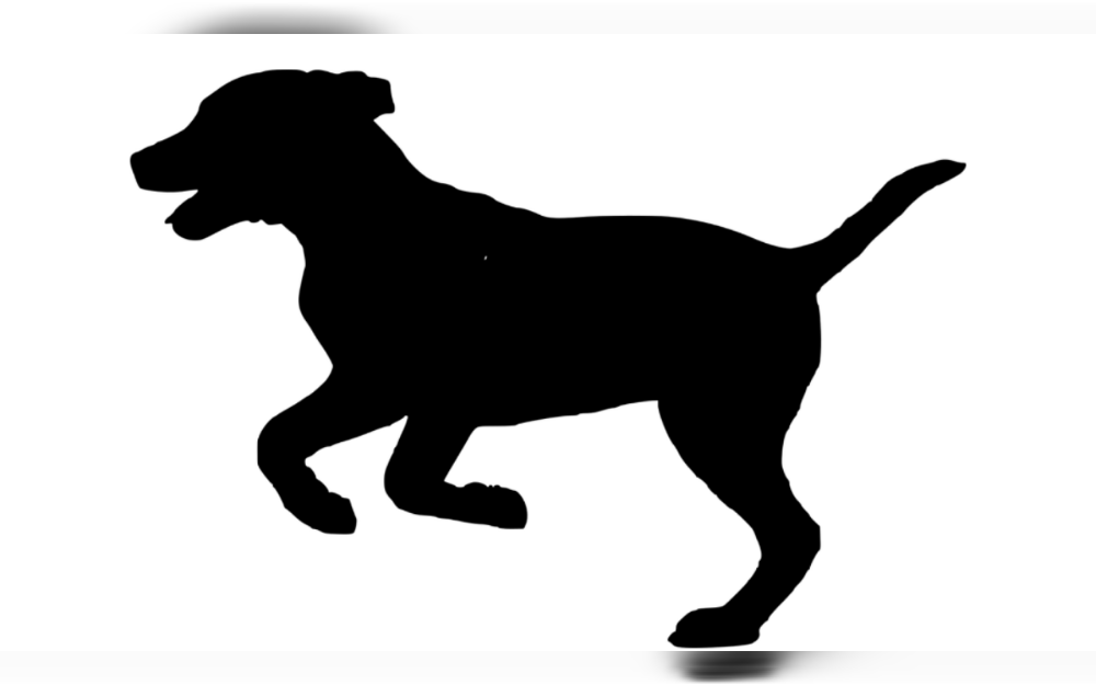 Maintaining an active and healthy lifestyle for your dog does more than just maintain them in good physical condition.For dogs, mental and physical exercise are equally important.