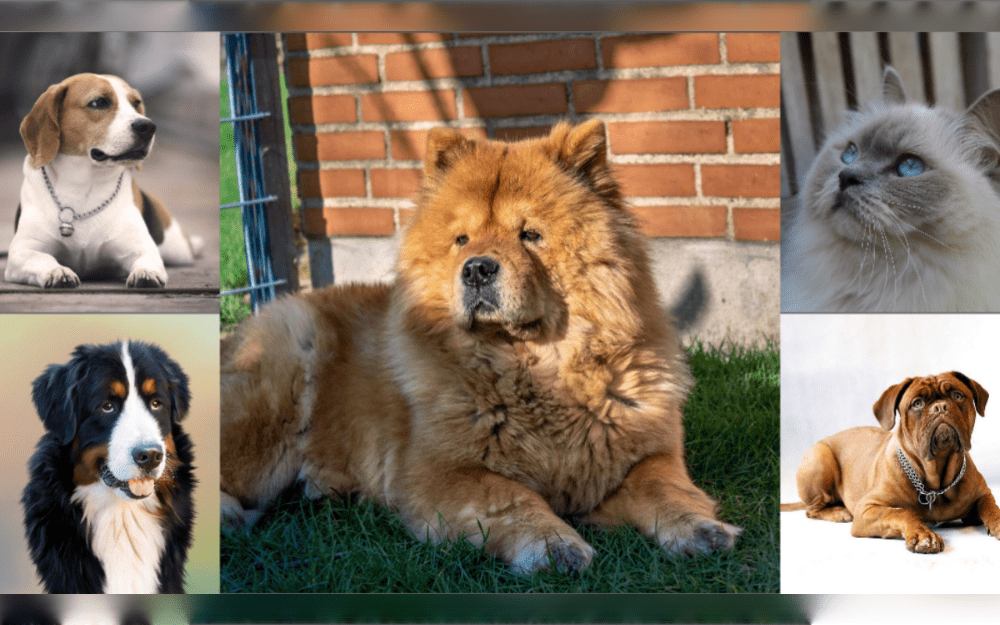 Which dog has a bluish-black tongue?What is the common name for a mixed breed of beagle and pug?Which Country's national dog is the Kerry Blue Terrier?