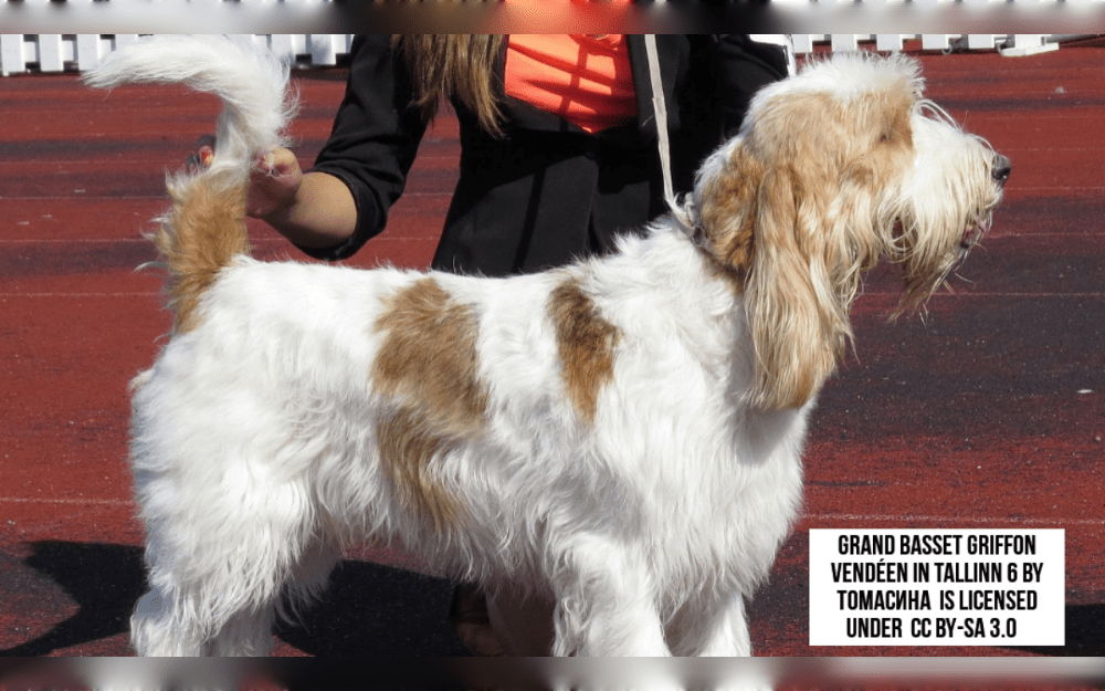 The Grand Basset Griffon Vendéens dog breed are medium-sized, well-built dogs with long tails, thick chests, and straight legs. Compared to their height, these dogs are longer.