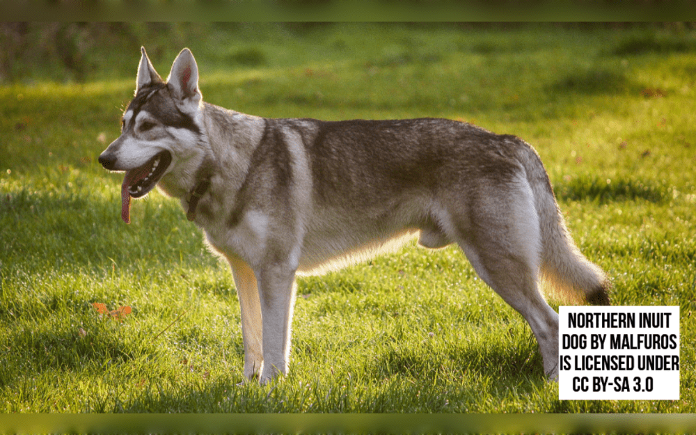 Several breeds, including the Siberian Husky, Alaskan Malamute, German Shepherd, and Canadian Inuit Dog, were crossed to form the British breed known as the Northern Inuit Dog.