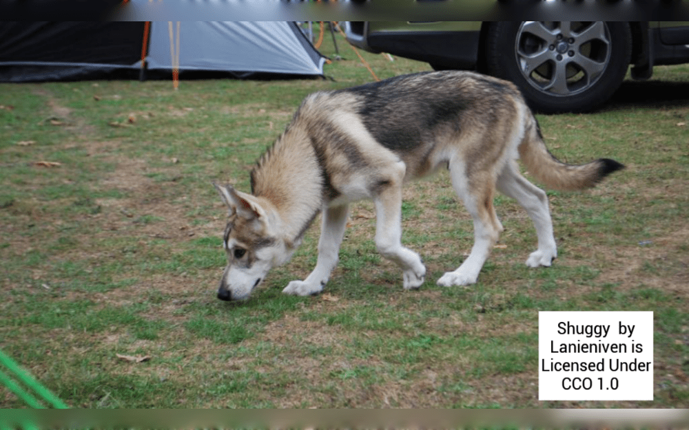 The Utonagan is a beautiful, large dog with wolf-like features.But Utonagan has no "wolf" in its DNA, yet being called to as a wolfdog.The muscular, and graceful, Utonagan is a relatively new dog breed.DNA from German Shepherds, Siberian Husky, and Alaskan Malamute, as well as five unidentified breeds, were used to create the Utonagan. 