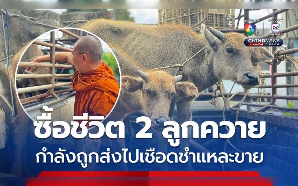 While travelling from Wat Chedi Luang in Chiang Mai Province to Wat Saen Thammaram in Mae Taeng District,Thailand, a monk from Wat Chedi Luang, a significant Buddhist temple situated at the heart of Chiang Mai’s Old City in Thailand, recently came upon a vehicle transporting two buffalo calves and, alarmed, gave the truck instructions to follow and inquire about the  calves.