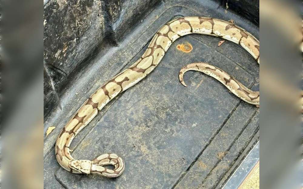 On September 20, a ball Python several feet long was discovered slithering around the Washington DC Fire Training Academy facility.