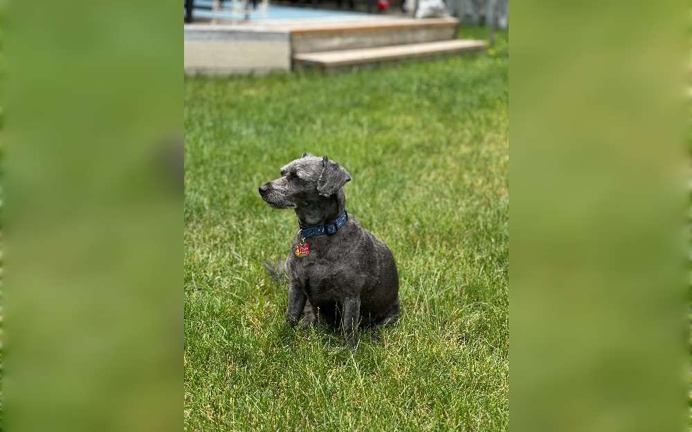 A cross between a corgi and a poodle,called corgipoos also known as corgidoodles.They are 10 to 15 inches tall, 10 to 30 pounds in weight, and lifespan 10 to 18 years old. 