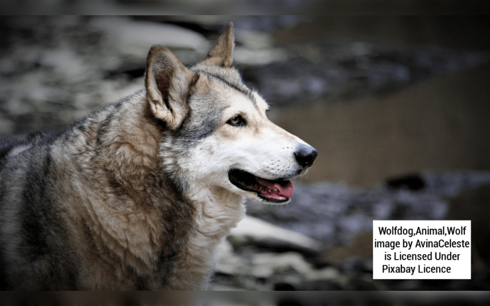 Although wolf dogs and wild wolves may have similar physical features, they differ in several ways that make them more like domesticated dogs.Although they differ from dogs in terms of temperament, wolf dogs behave more like domesticated dogs.