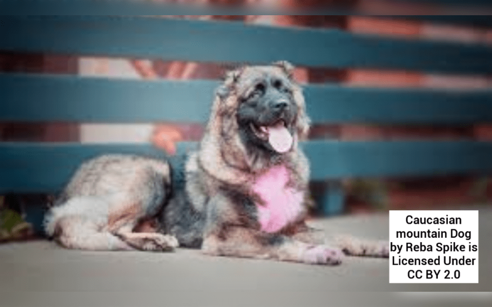 An excellent guard dog known as the Caucasian shepherd or Caucasian Ovcharka Dog.This breed is known for its loyalty and protective temperament.They are big-boned, muscular, and have a thick, medium-length coat.