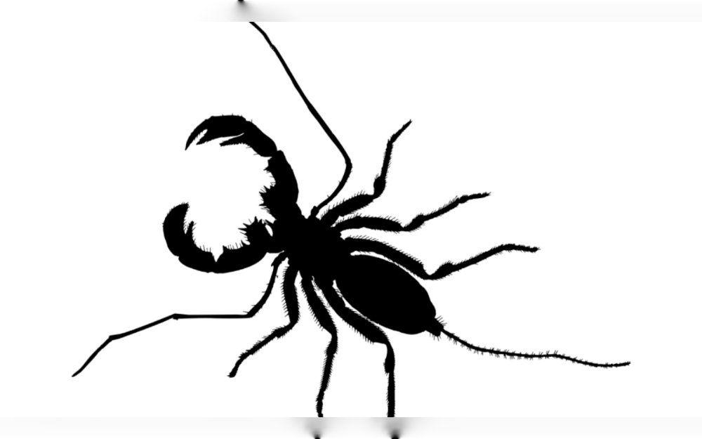 A Frisco woman claims that after finding about a dozen scorpions inside her townhouse, weekly sightings prompted her to purchase a new house.She says that she sees one or two of scorpions every week.