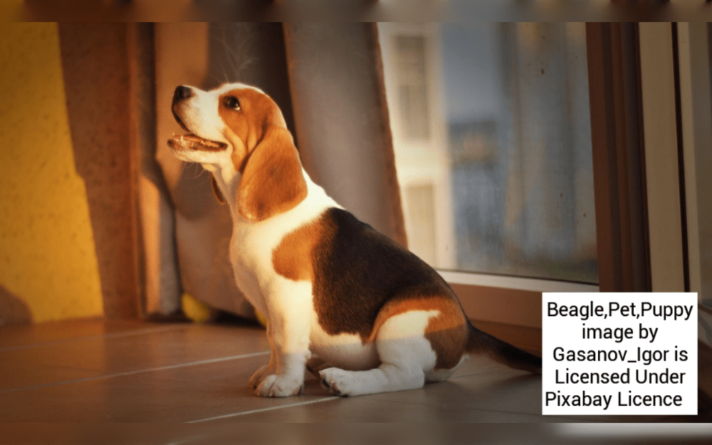 You should consider a number of factors before bringing a dog into your apartment.The first thing is if your apartment allows pets, and you should be know of the rules of the complex as well as the kinds and sizes of pets you own.