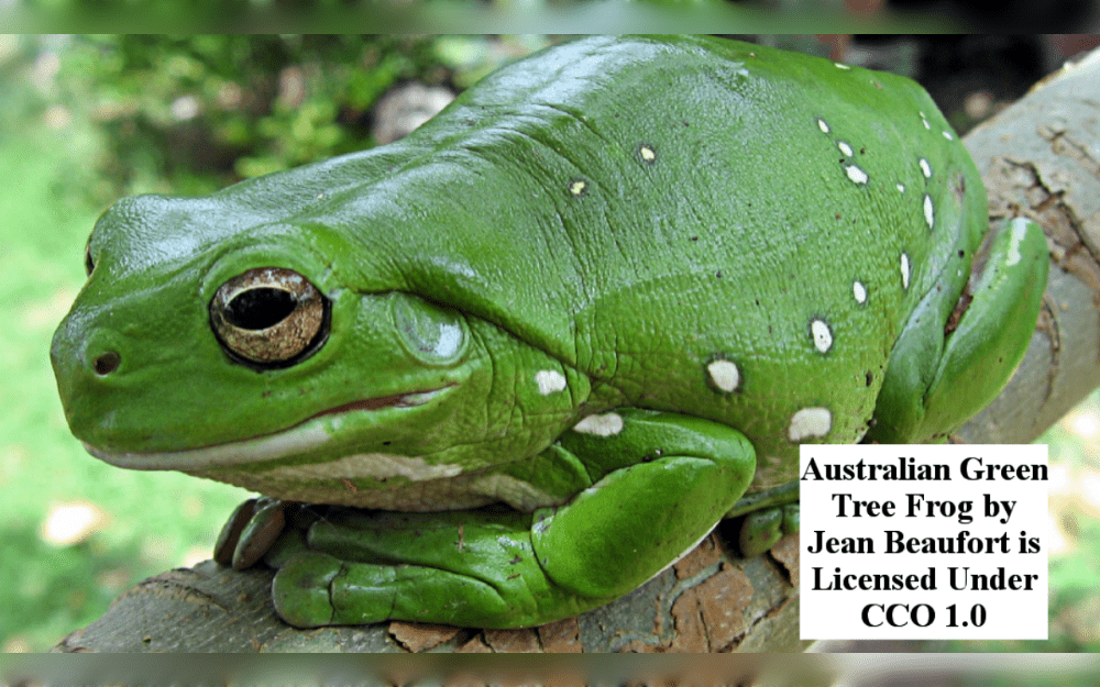 The northern and eastern regions of Australia are habitat to the Green Tree Frog.It favours cool, moist environments, especially those that are drier.