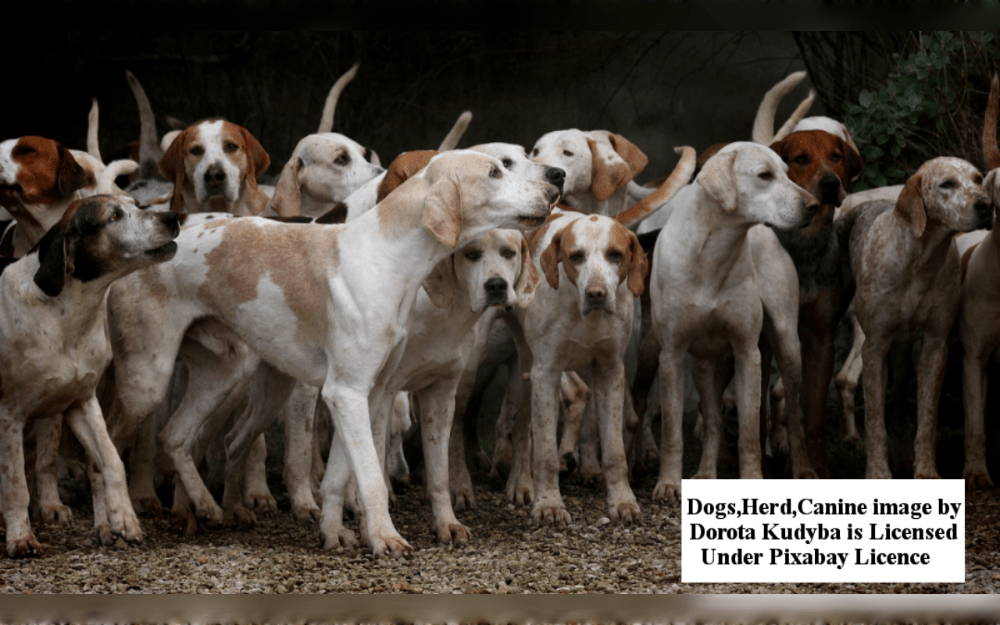 A dog's behaviour and personality are greatly influenced by socialization, which is an essential part of its growth. Effective socializing can improve a dog's health by fostering self-assurance and well-adjustment.