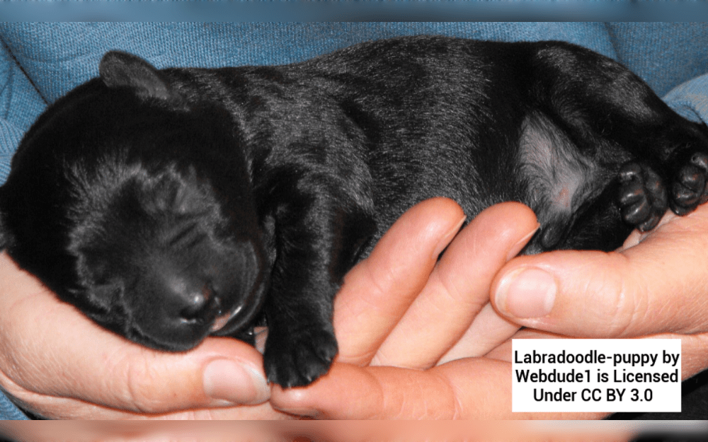Labradoodles are a mix between a poodle and a labrador retriever. In 1989, the Royal Guide Dogs Association of Australia started breeding Labradoodles as hypoallergenic dogs for the blind.