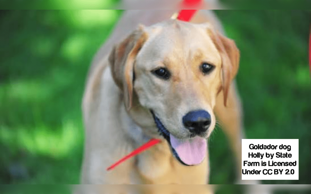 A Golden Retriever and a Labrador Retriever are crossed to create the hybrid dog breed known as the Goldador, or Golden Labrador.