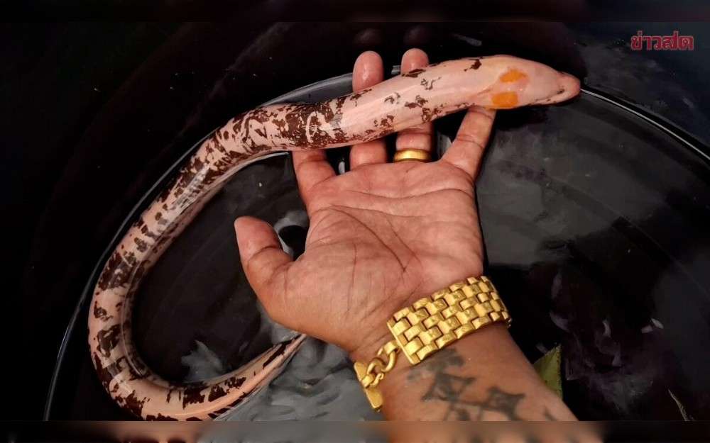 In Phetchabun, central Thailand, a peasant found a rare albino eel with golden patterns, which sparked a local lottery frenzy as people looked for lucky numbers.