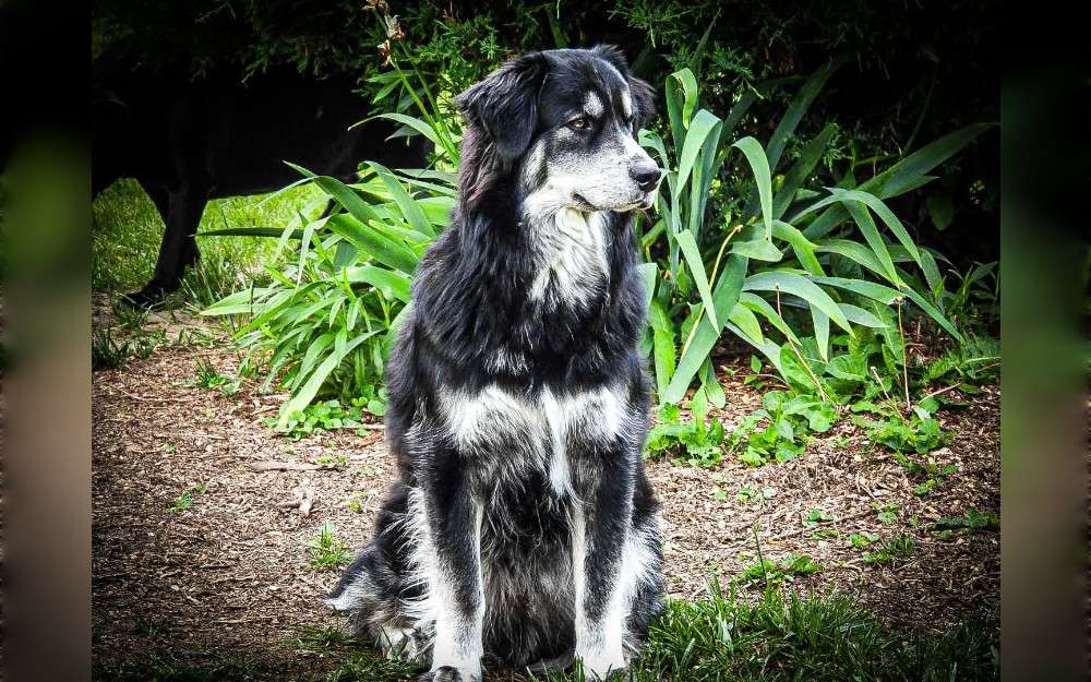 The Siberian Retriever, often known as Goberian, is a medium-to-large breed of dog that may grow up to 25 inches in height, weight 35 to 60 pounds or 16-27 kg for females and 45-70 pounds or 20-32 kg for males, lifespan: 12-14 years.They are also very social and love to be around people.