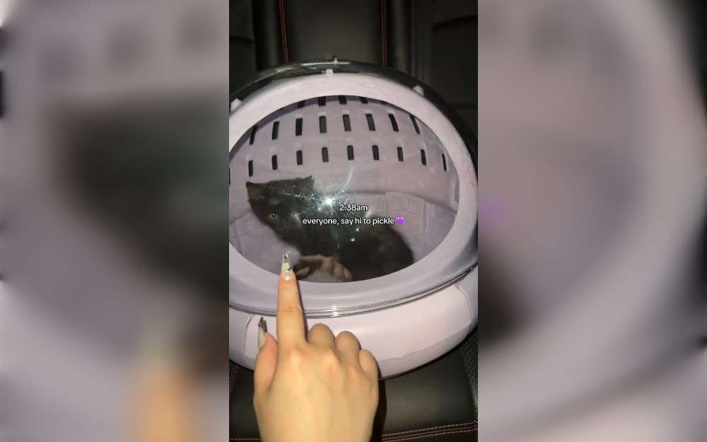 TikToker to free a kitten stuck in a drain has won over hearts on social media. TikTok user @thespicyducky posted a video of herself spending hours trying to save a black kitten that was hiding in a drain.