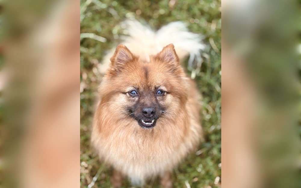 Roo, a nine-year-old Pomeranian, is looking for a home with just adults since she feels uneasy around small children. The All Creatures Great and Small Animal Sanctuary, located near Ponthir,South West Wales, is now caring for her. 