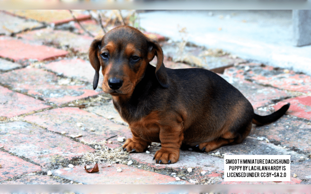 German small hound dogs are known as miniature dachshunds,dachshund's little counterpart.They can have long,wire haired or short-haired coats and have a long, low body.